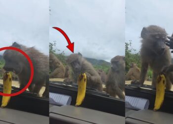 Monkey Tries to Bite Banana Inside Car but Ends Up Biting the Window Instead