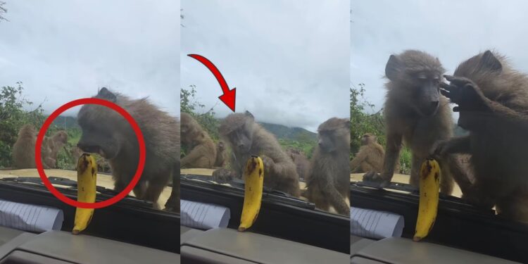 Monkey Tries to Bite Banana Inside Car but Ends Up Biting the Window Instead