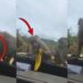 Monkey Tries to Bite Banana Inside Car but Ends Up Biting the Window Instead