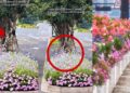 Thousands of White Butterflies Fill Busy Hangzhou Crossroads During Peak Breeding Season