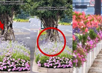 Thousands of White Butterflies Fill Busy Hangzhou Crossroads During Peak Breeding Season
