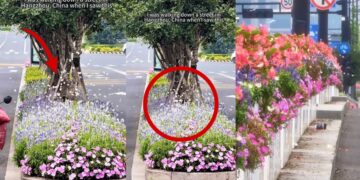 Thousands of White Butterflies Fill Busy Hangzhou Crossroads During Peak Breeding Season