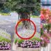 Thousands of White Butterflies Fill Busy Hangzhou Crossroads During Peak Breeding Season