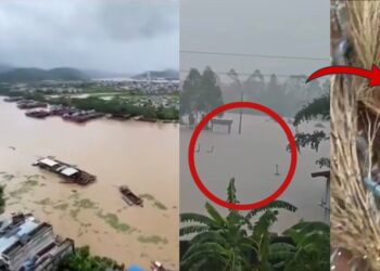 Hundreds of Snakes Escape From Snake Farm Into Floodwaters in Southern China