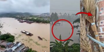 Hundreds of Snakes Escape From Snake Farm Into Floodwaters in Southern China