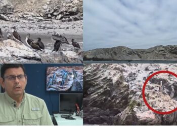‘Extinction is a possibility’ – Endemic Humboldt penguin decline raises alarm on Peru’s northern coast as El Nino bites