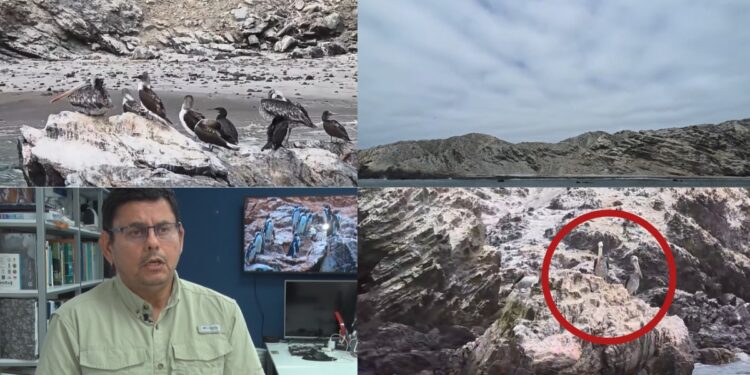 ‘Extinction is a possibility’ – Endemic Humboldt penguin decline raises alarm on Peru’s northern coast as El Nino bites
