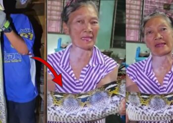 Huge Python Captured In Chon Buri After Woman Says It Ate Her Cats