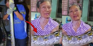 Huge Python Captured In Chon Buri After Woman Says It Ate Her Cats