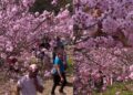Visitors flock to Sao Paulo’s Carmo Park as cherry blossoms burst into bloom