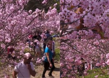 Visitors flock to Sao Paulo’s Carmo Park as cherry blossoms burst into bloom