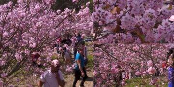 Visitors flock to Sao Paulo’s Carmo Park as cherry blossoms burst into bloom