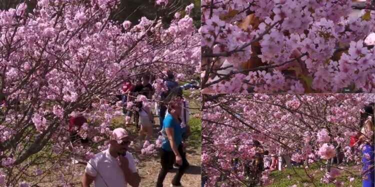 Visitors flock to Sao Paulo’s Carmo Park as cherry blossoms burst into bloom