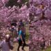Visitors flock to Sao Paulo’s Carmo Park as cherry blossoms burst into bloom