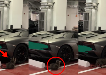 Stray Cat Scratches Expensive Car Tire Inside Underground Parking Garage