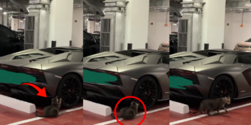 Stray Cat Scratches Expensive Car Tire Inside Underground Parking Garage