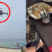 Beach Diners Upset After Low Flying Helicopter Covers Food In Sand
