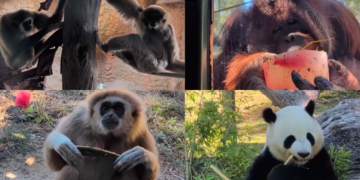Icy treat – Madrid Zoo serves frozen fruit snacks to help animals beat the heat