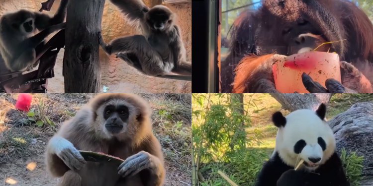 Icy treat – Madrid Zoo serves frozen fruit snacks to help animals beat the heat