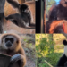 Icy treat – Madrid Zoo serves frozen fruit snacks to help animals beat the heat