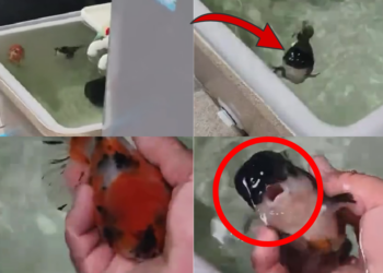 Watch These Pet Fish Rush Over Like Puppies When Their Owner Calls Them