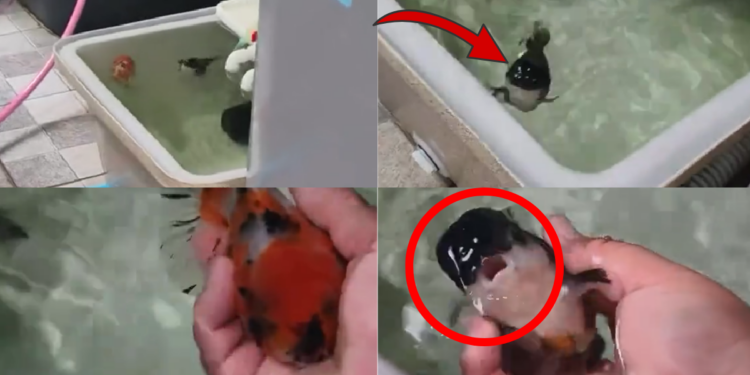 Watch These Pet Fish Rush Over Like Puppies When Their Owner Calls Them
