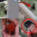 Watch These Pet Fish Rush Over Like Puppies When Their Owner Calls Them