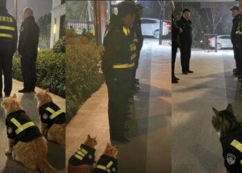 China Police Turn Stray Cats Into Unofficial Police Cats to Catch Rodents
