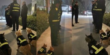 China Police Turn Stray Cats Into Unofficial Police Cats to Catch Rodents