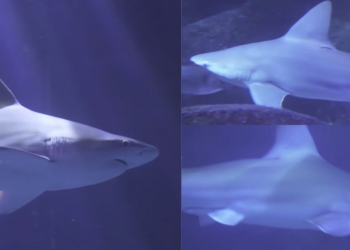 Aquarium names apex predator Ferran Torres to honour nickname of World Cup final hero