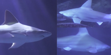 Aquarium names apex predator Ferran Torres to honour nickname of World Cup final hero