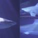 Aquarium names apex predator Ferran Torres to honour nickname of World Cup final hero