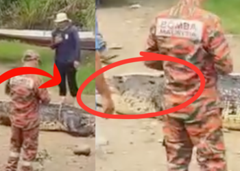 Elderly Woman Killed in Sarawak Crocodile Attack While Gathering River Snails