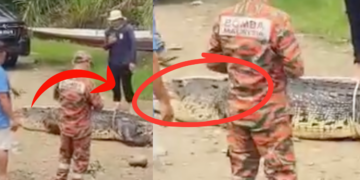 Elderly Woman Killed in Sarawak Crocodile Attack While Gathering River Snails