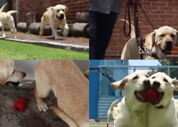 Mexico’s Guide Dog School Fights to Survive Training Guide Dogs in Mexico City