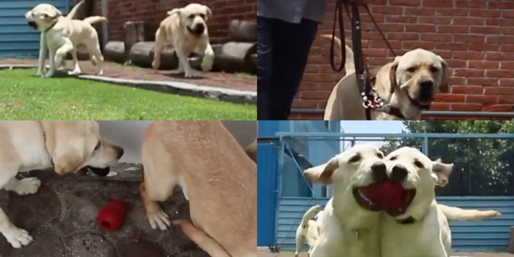 Mexico’s Guide Dog School Fights to Survive Training Guide Dogs in Mexico City