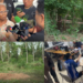 Grave discovery – Two suspects in murder of Russian siblings face court as Thai police probe string of killings