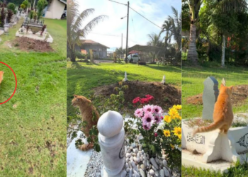 Loyal Cat Keeps Visiting Late Owner’s Grave, Showing A Bond Death Could Not End