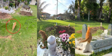 Loyal Cat Keeps Visiting Late Owner’s Grave, Showing A Bond Death Could Not End