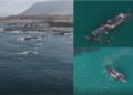 Rare drone footage captures whale pair off Chile’s northern coast