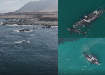 Rare drone footage captures whale pair off Chile’s northern coast