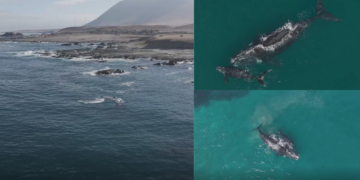 Rare drone footage captures whale pair off Chile’s northern coast