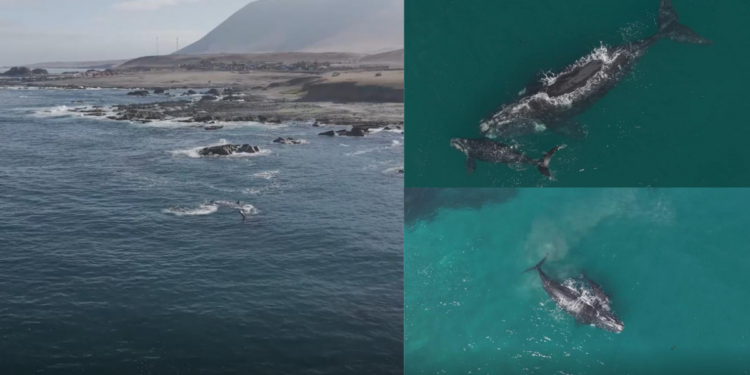 Rare drone footage captures whale pair off Chile’s northern coast