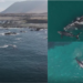 Rare drone footage captures whale pair off Chile’s northern coast