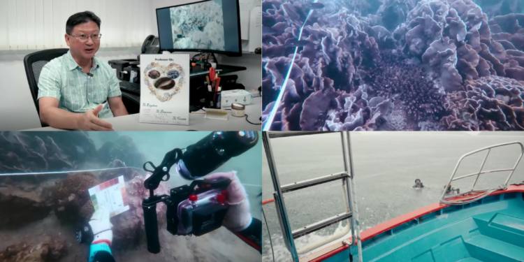 Hong Kong researchers test new ways to restore reefs in urban waters