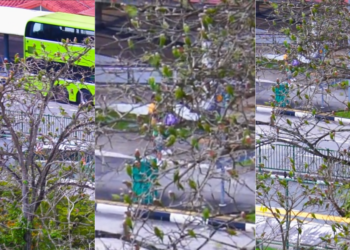 Hundreds Of Green Parrots Turn A Singapore Bus Stop Into An Evening Spectacle