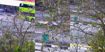 Hundreds Of Green Parrots Turn A Singapore Bus Stop Into An Evening Spectacle