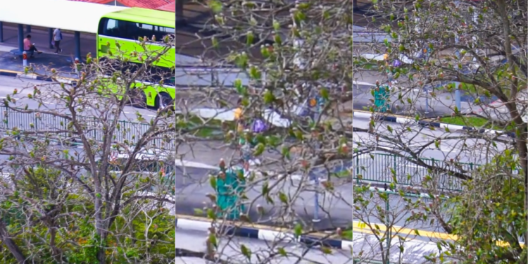 Hundreds Of Green Parrots Turn A Singapore Bus Stop Into An Evening Spectacle