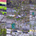 Hundreds Of Green Parrots Turn A Singapore Bus Stop Into An Evening Spectacle