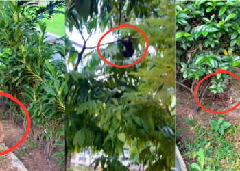 Mom Chicken Flies Into The Tree And Her Baby Chicks Follow Close Behind